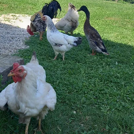 Maison Entouree D Animaux En Pleine Campagne *